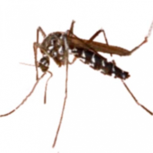 Para evitar a dengue, não basta tirar a água dos recipientes